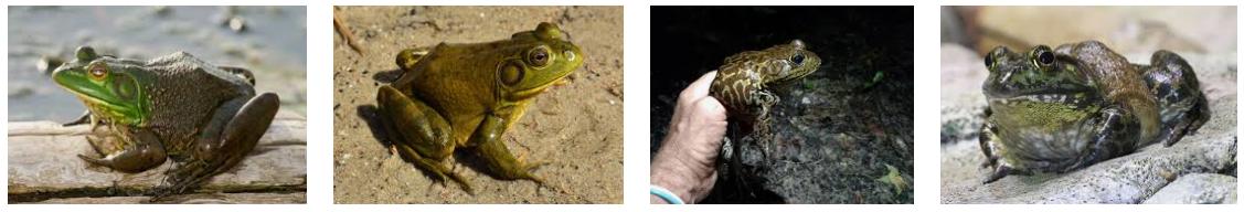 American bullfrogs